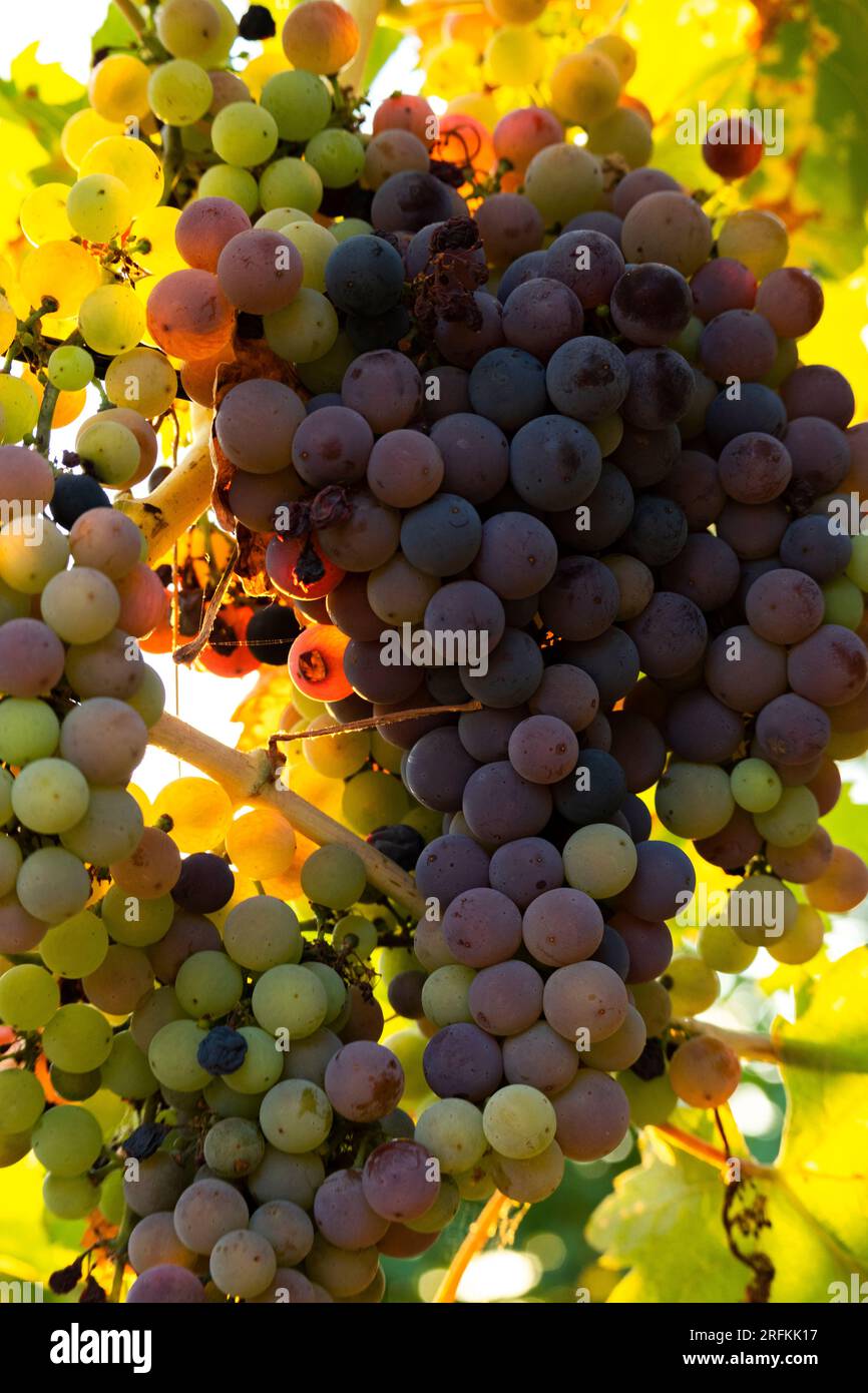 Ein Haufen bunter Trauben, Weinbau und Landwirtschaftskonzept Stockfoto