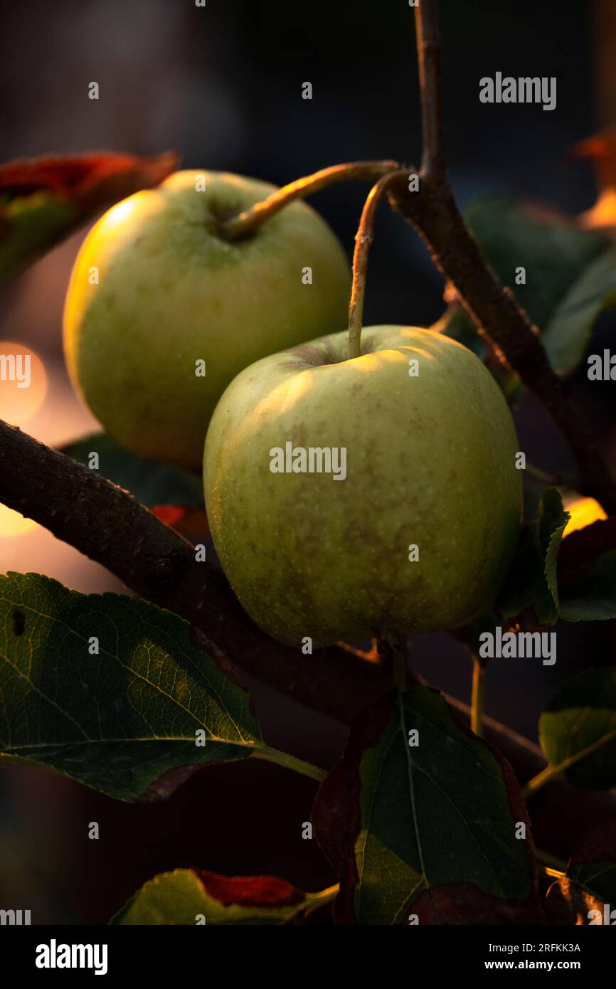 Frische rohe Äpfel hängen am Baum, landwirtschaftliches Konzept Stockfoto