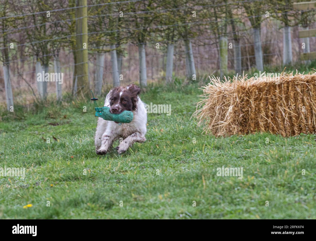 Springer und Cocker Spaniels Gewehrhund Training Training Scurries. Die Spaniels rannten, sprangen über Zäune und holten Dummies Stockfoto