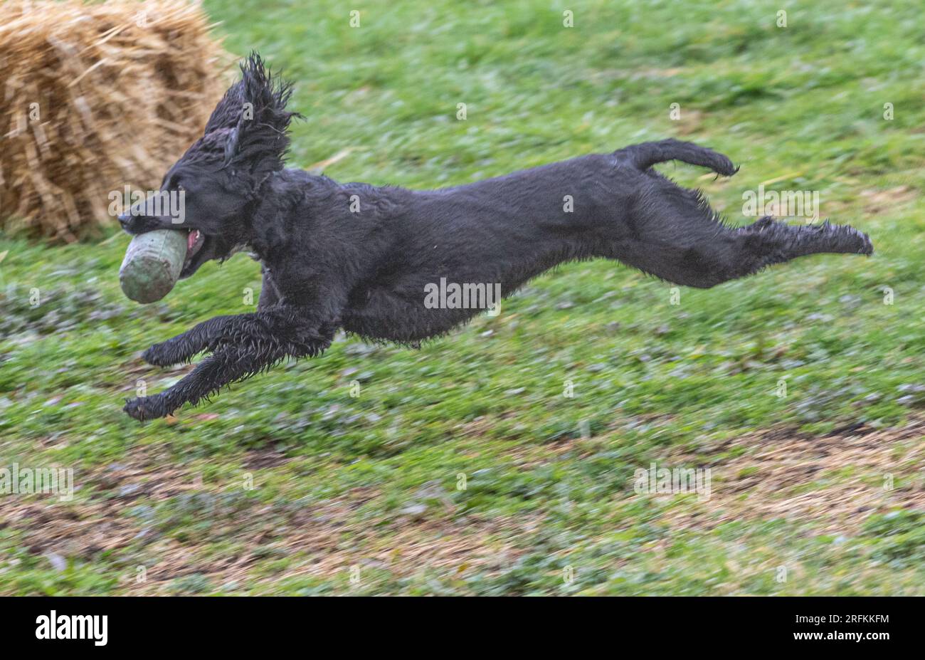 Springer und Cocker Spaniels Gewehrhund Training Training Scurries. Die Spaniels rannten, sprangen über Zäune und holten Dummies Stockfoto