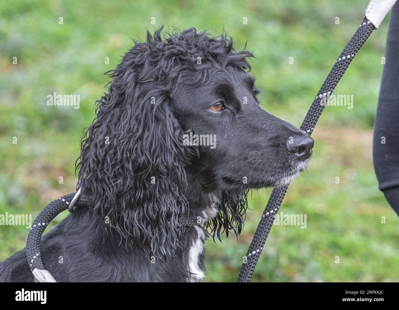 Springer und Cocker Spaniels Gewehrhund Training Training Scurries. Die Spaniels rannten, sprangen über Zäune und holten Dummies Stockfoto