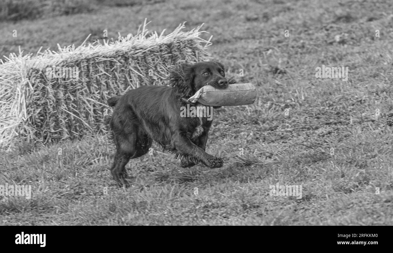 Springer und Cocker Spaniels Gewehrhund Training Training Scurries. Die Spaniels rannten, sprangen über Zäune und holten Dummies Stockfoto