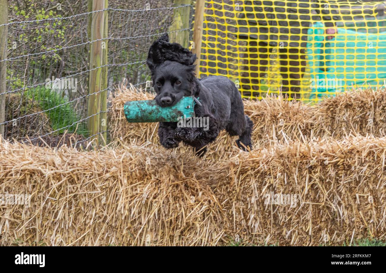 Springer und Cocker Spaniels Gewehrhund Training Training Scurries. Die Spaniels rannten, sprangen über Zäune und holten Dummies Stockfoto