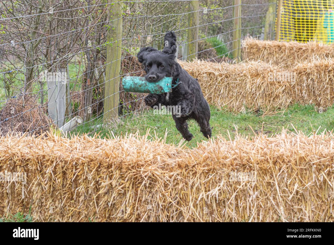 Springer und Cocker Spaniels Gewehrhund Training Training Scurries. Die Spaniels rannten, sprangen über Zäune und holten Dummies Stockfoto