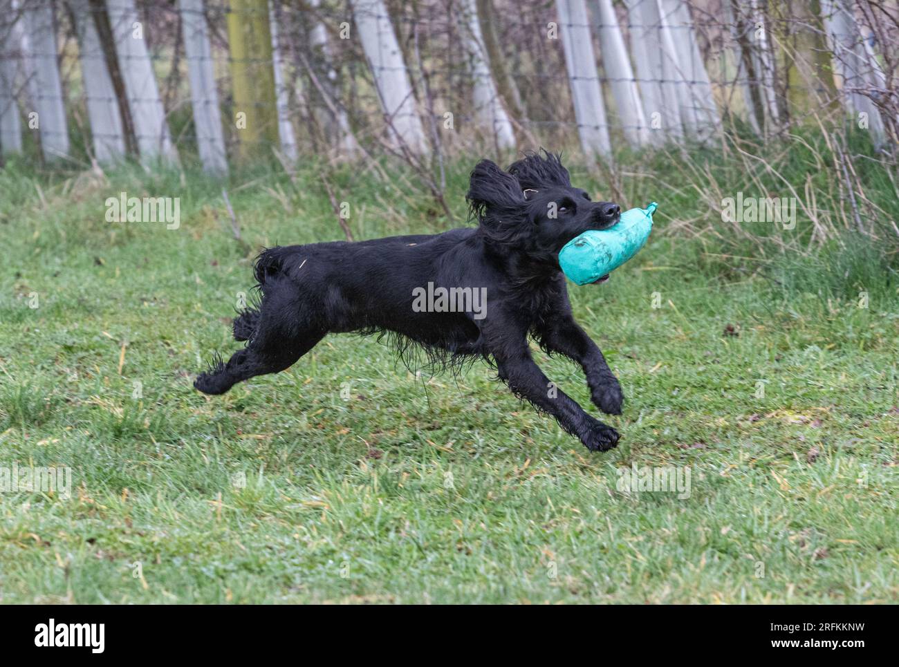 Springer und Cocker Spaniels Gewehrhund Training Training Scurries. Die Spaniels rannten, sprangen über Zäune und holten Dummies Stockfoto