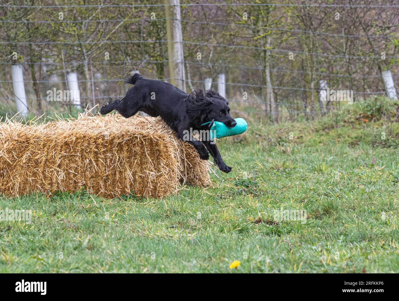 Springer und Cocker Spaniels Gewehrhund Training Training Scurries. Die Spaniels rannten, sprangen über Zäune und holten Dummies Stockfoto