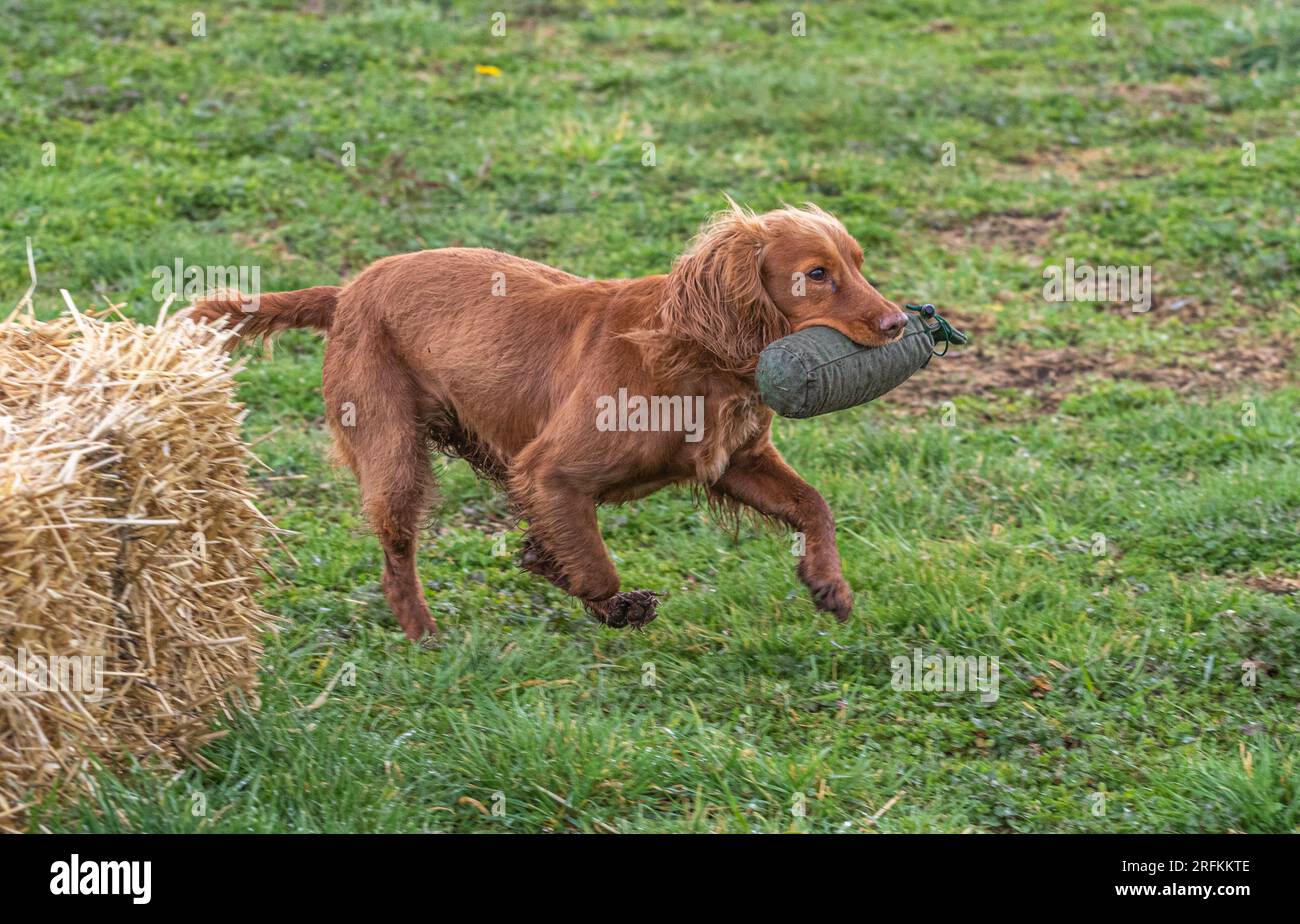 Springer und Cocker Spaniels Gewehrhund Training Training Scurries. Die Spaniels rannten, sprangen über Zäune und holten Dummies Stockfoto