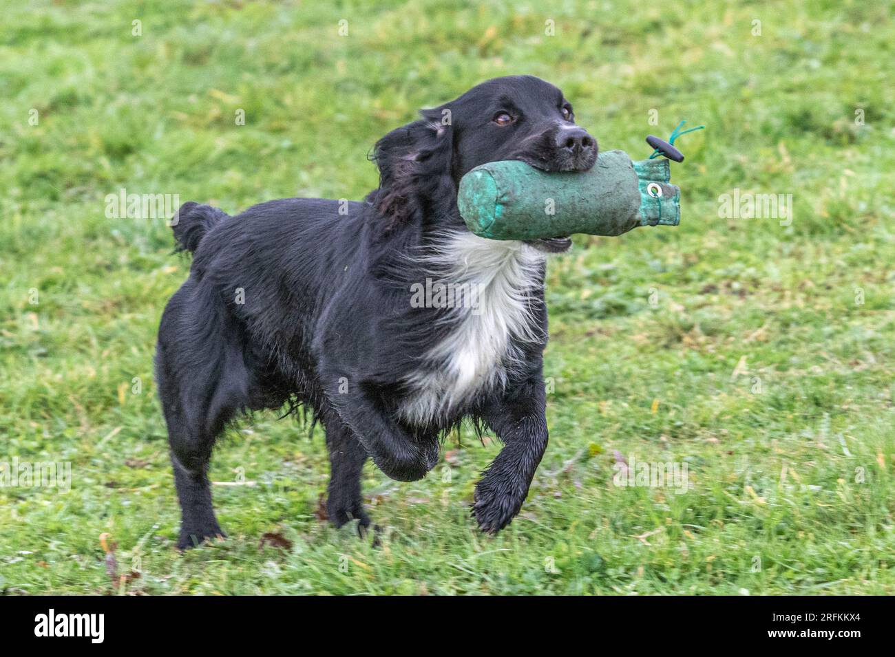 Springer und Cocker Spaniels Gewehrhund Training Training Scurries. Die Spaniels rannten, sprangen über Zäune und holten Dummies Stockfoto