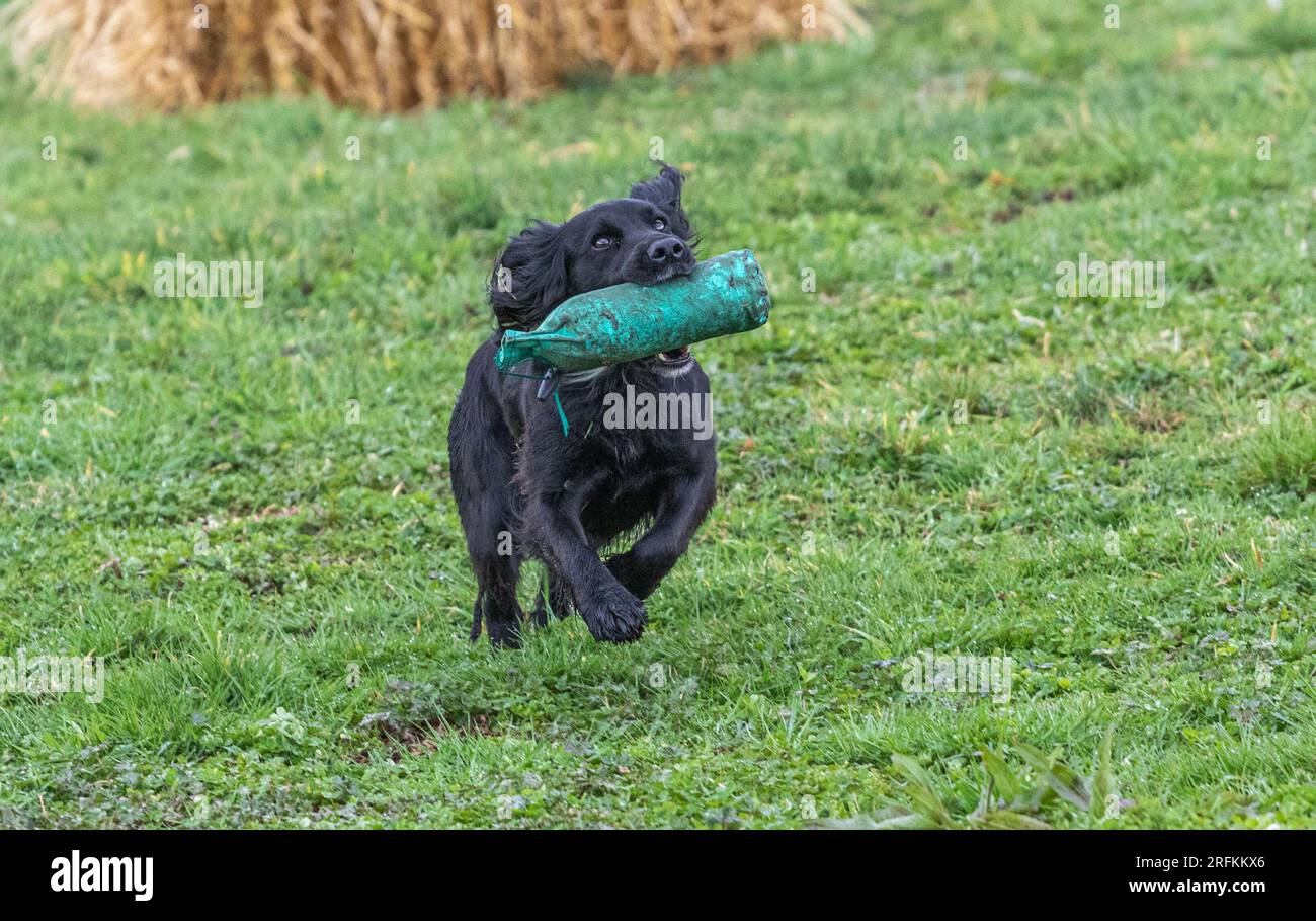 Springer und Cocker Spaniels Gewehrhund Training Training Scurries. Die Spaniels rannten, sprangen über Zäune und holten Dummies Stockfoto