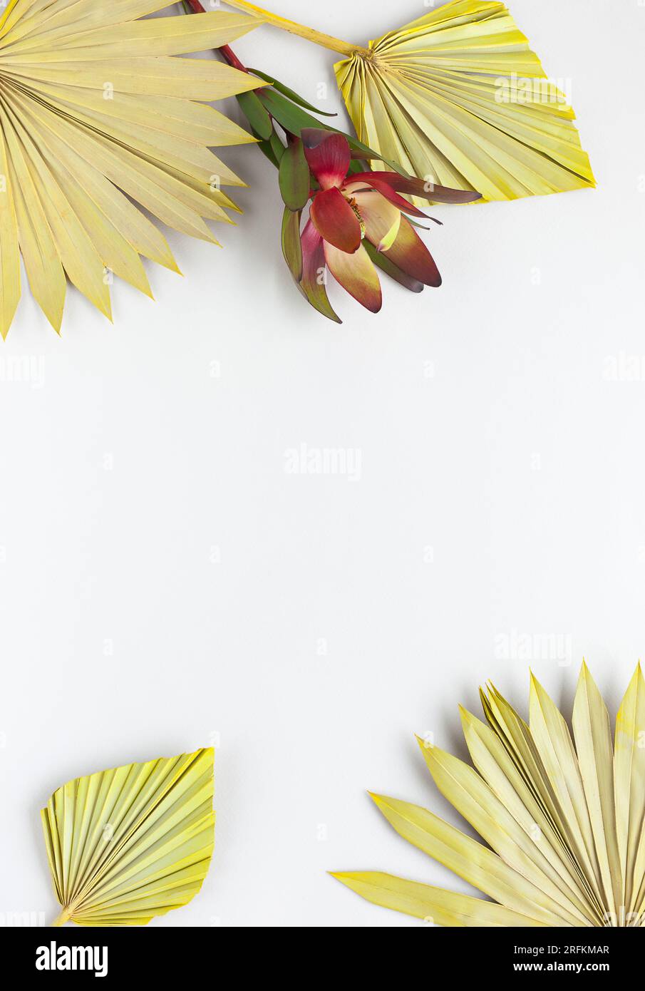 Blütenzusammensetzung aus getrockneten Palmenblättern und exotischem protea auf pastellgrauem Hintergrund. Tropisches Naturkonzept, Kopierraum, flach liegend. Stockfoto