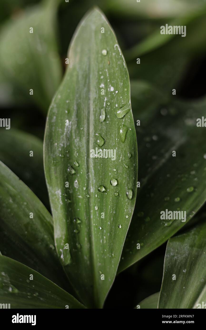 Die Blätter von Lilie des Tals, bedeckt mit Regentropfen Stockfoto