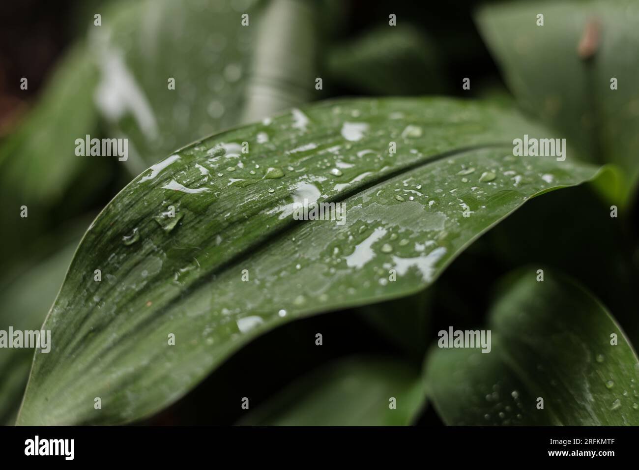 Die Blätter von Lilie des Tals, bedeckt mit Regentropfen Stockfoto