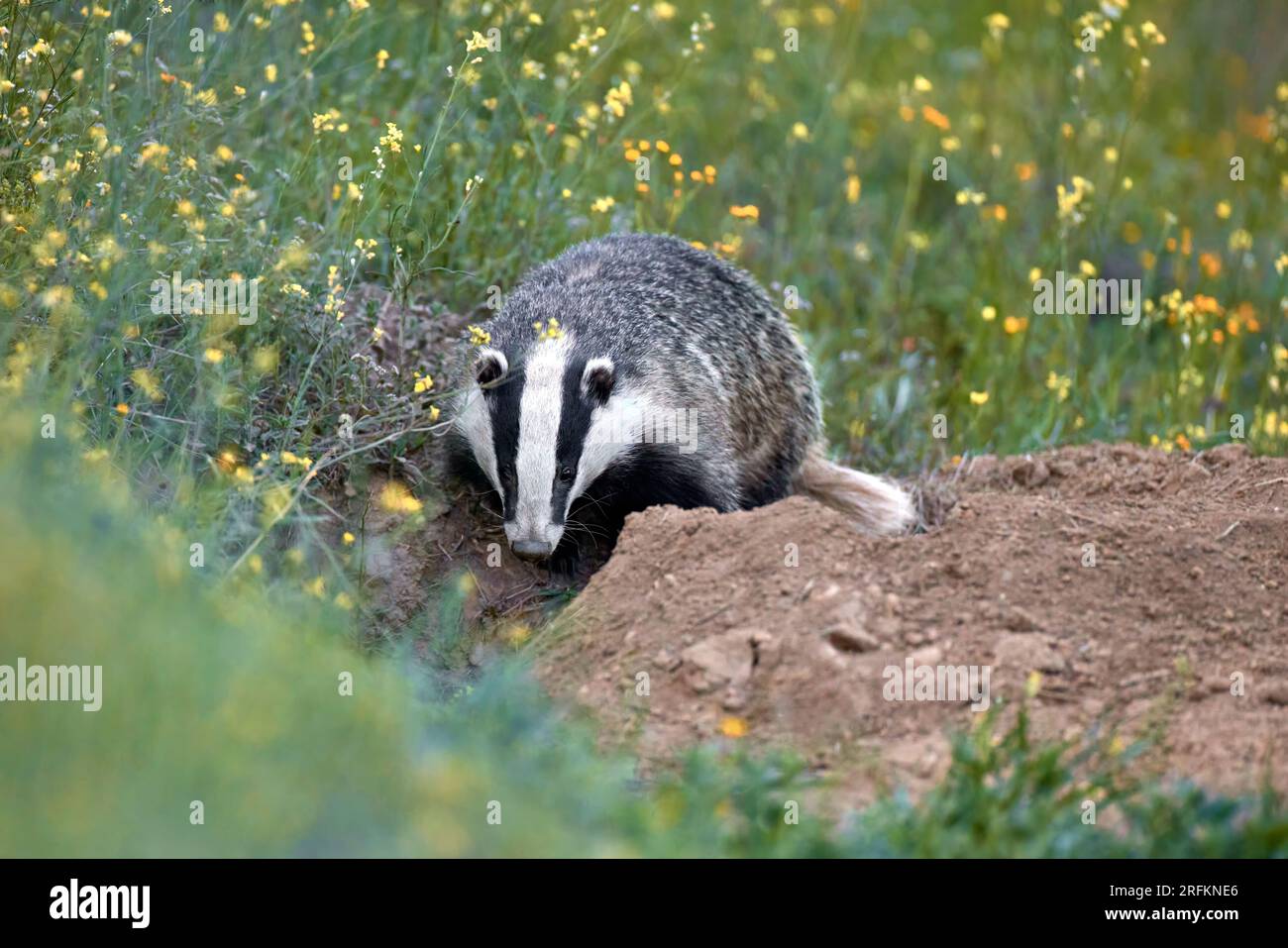 Europäischer Dachs (Meles meles) in einem natürlichen Lebensraum, auf einer Wiese mit Blumen Stockfoto