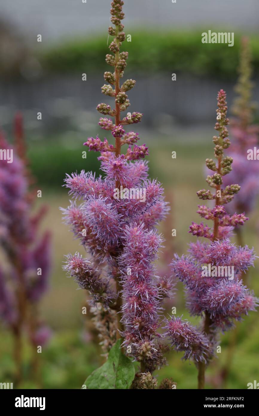 Astilbe chinensis, gemeinhin bekannt als falscher Ziegenbart, großer falscher Bart oder chinesische Atilbe Stockfoto