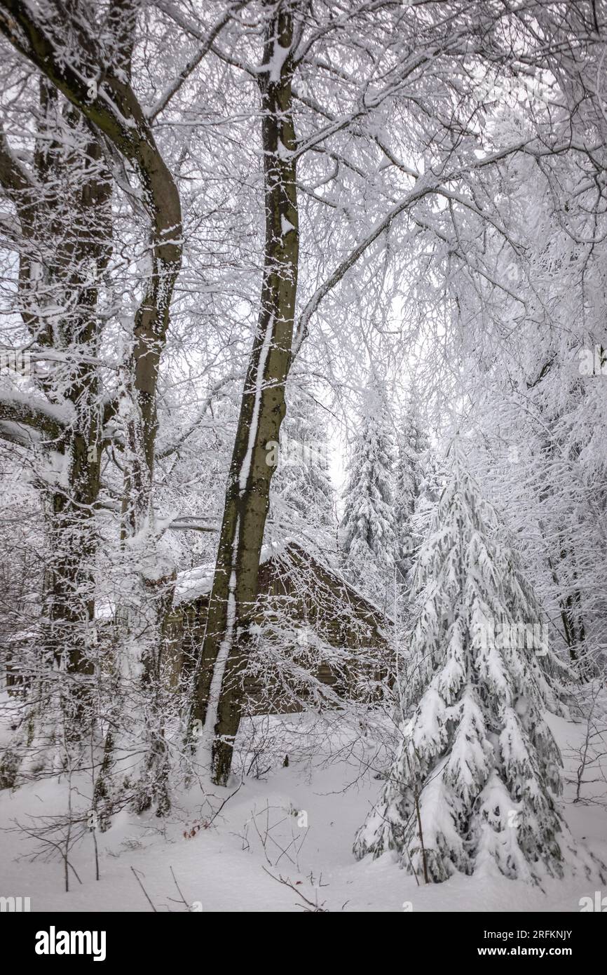 Verschneite Hütte im Märchenhaften Winterwald am Hoherodskopf im Vogelsberg Deutschland Stockfoto