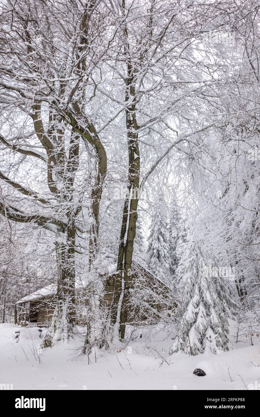 Verschneite Hütte im Märchenhaften Winterwald am Hoherodskopf im Vogelsberg Deutschland Stockfoto