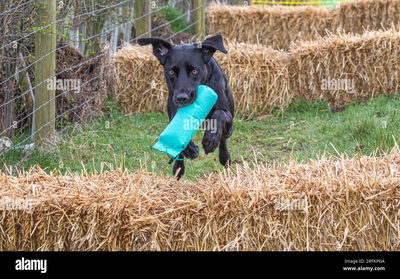 Arbeits-Labrador-Retriever-Gewehrhund-Training mit Volucris-Gundog-Training. Das Üben von sichtbaren und blinden Entfernungen mit ihren Betreuern Stockfoto