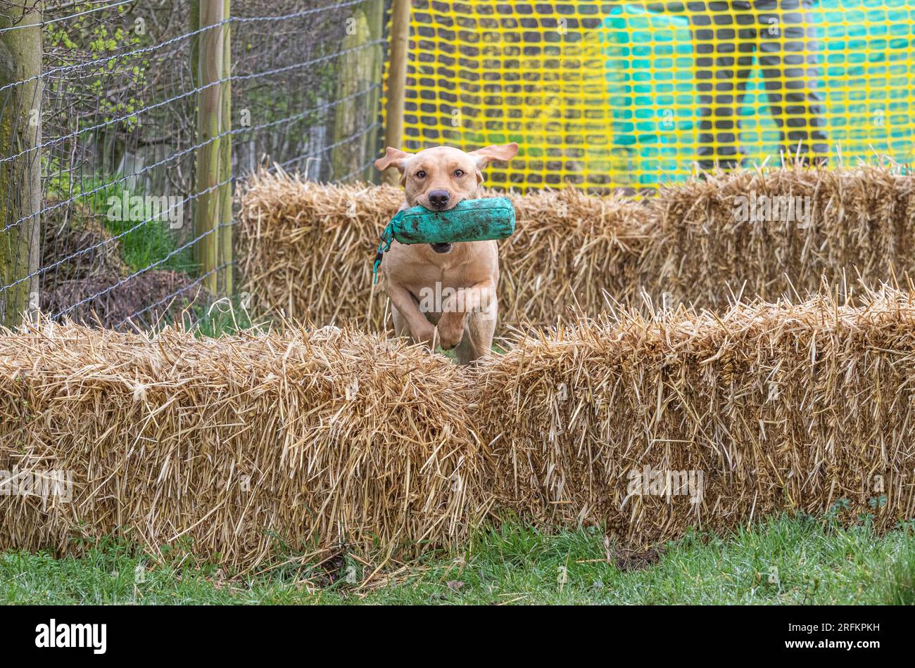 Arbeits-Labrador-Retriever-Gewehrhund-Training mit Volucris-Gundog-Training. Das Üben von sichtbaren und blinden Entfernungen mit ihren Betreuern Stockfoto