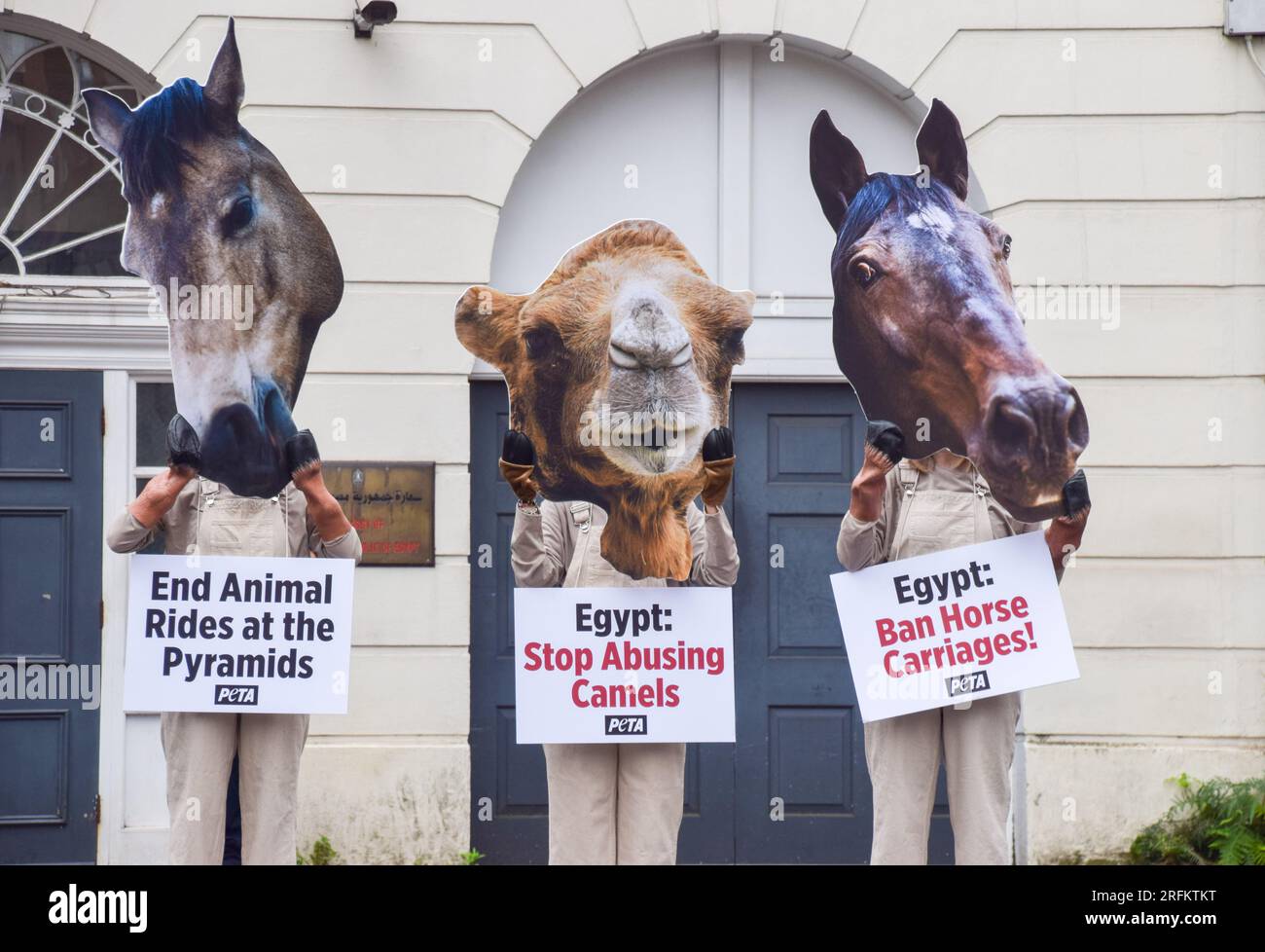 London, Großbritannien. 4. August 2023. PETA-Aktivisten mit Kamel- und Pferdemasken inszenierten vor der ägyptischen Botschaft in London einen Protest und forderten die ägyptische Regierung auf, den Einsatz von Pferden und Kamelen für den Transport von Touristen an den Pyramiden zu beenden. Die PETA erklärt, dass ihre Untersuchungen Berichten zufolge systemischen Missbrauch und Grausamkeit gegenüber Pferden und Kamelen, die für die Fahrten verwendet werden, aufgedeckt haben. Kredit: Vuk Valcic/Alamy Live News Stockfoto
