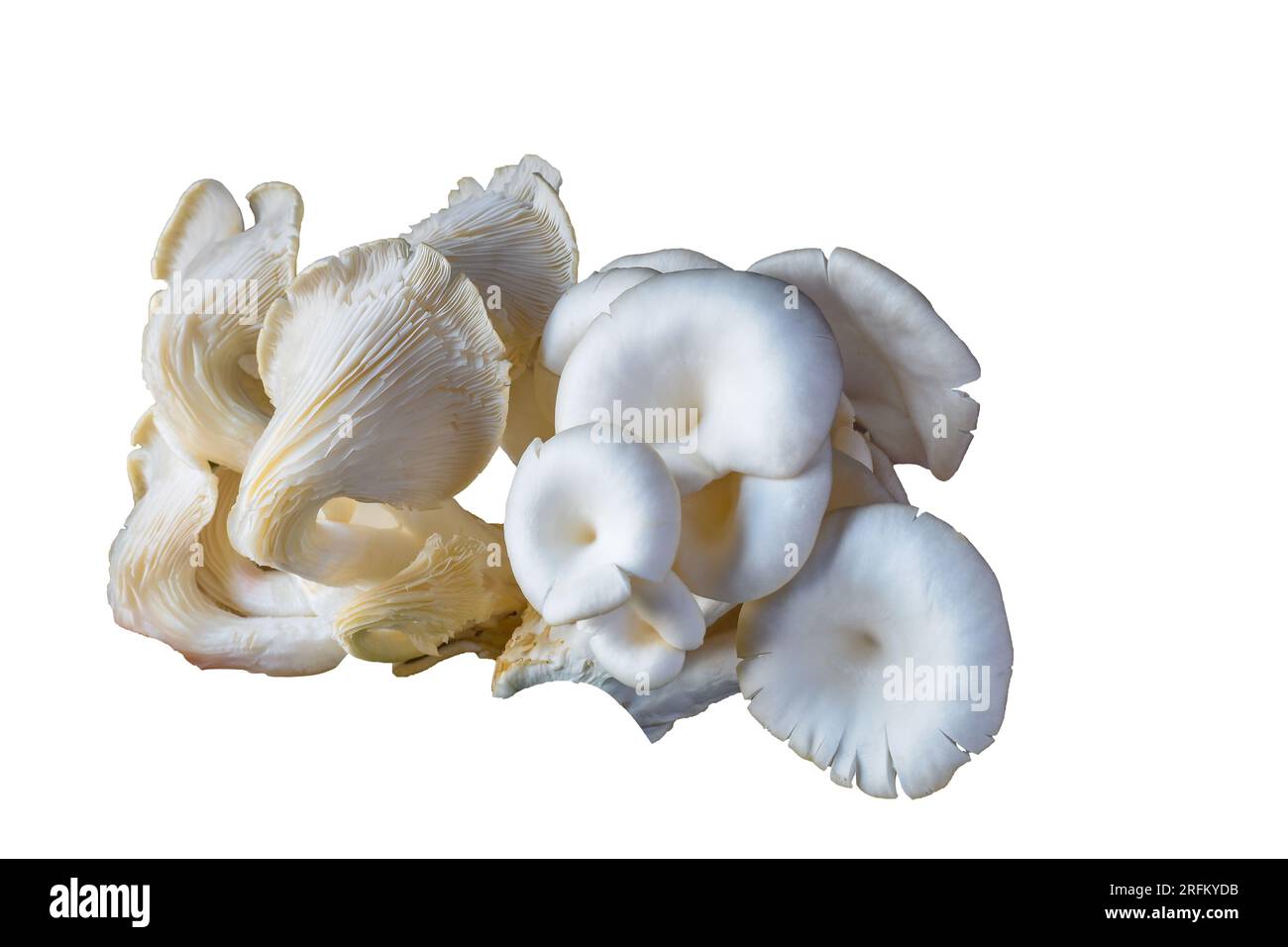 Frisch gerupfter weißer Austernpilz, auch bekannt als PerlAusternpilz, ein gewöhnlicher essbarer Pilz. Stockfoto