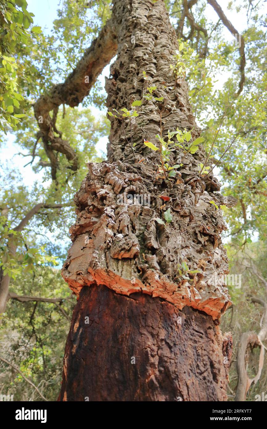 Ein Korkbaum auf Sardinien, portugiesische Korkeiche nach der Ernte. Stockfoto