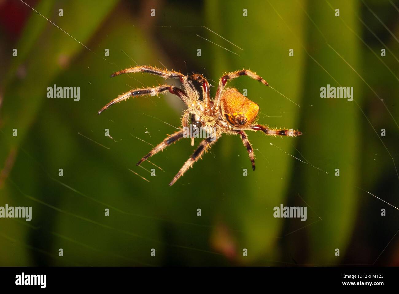 Orb Weaver Spider in Web.Orb Weaver Spider in Web, Malanda, Australien. Stockfoto