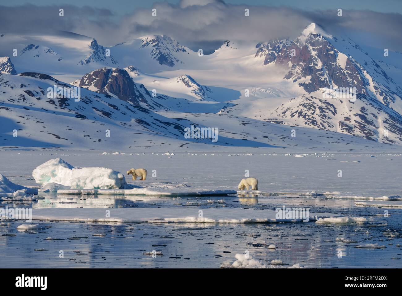 Eisbärmutter mit Jungtier, das durch die arktische Wildnis läuft Stockfoto