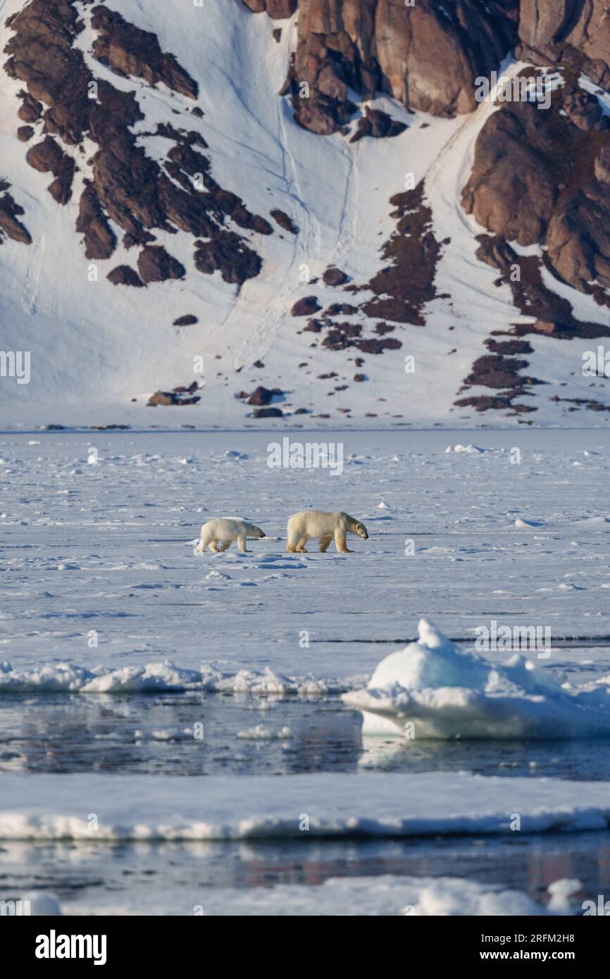 Eisbärmutter mit Jungtier, das durch die arktische Wildnis läuft Stockfoto