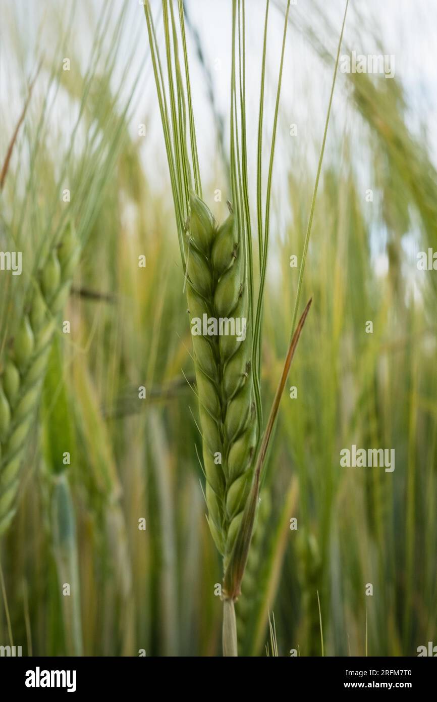 Grünes Gerstenfeld. Stockfoto