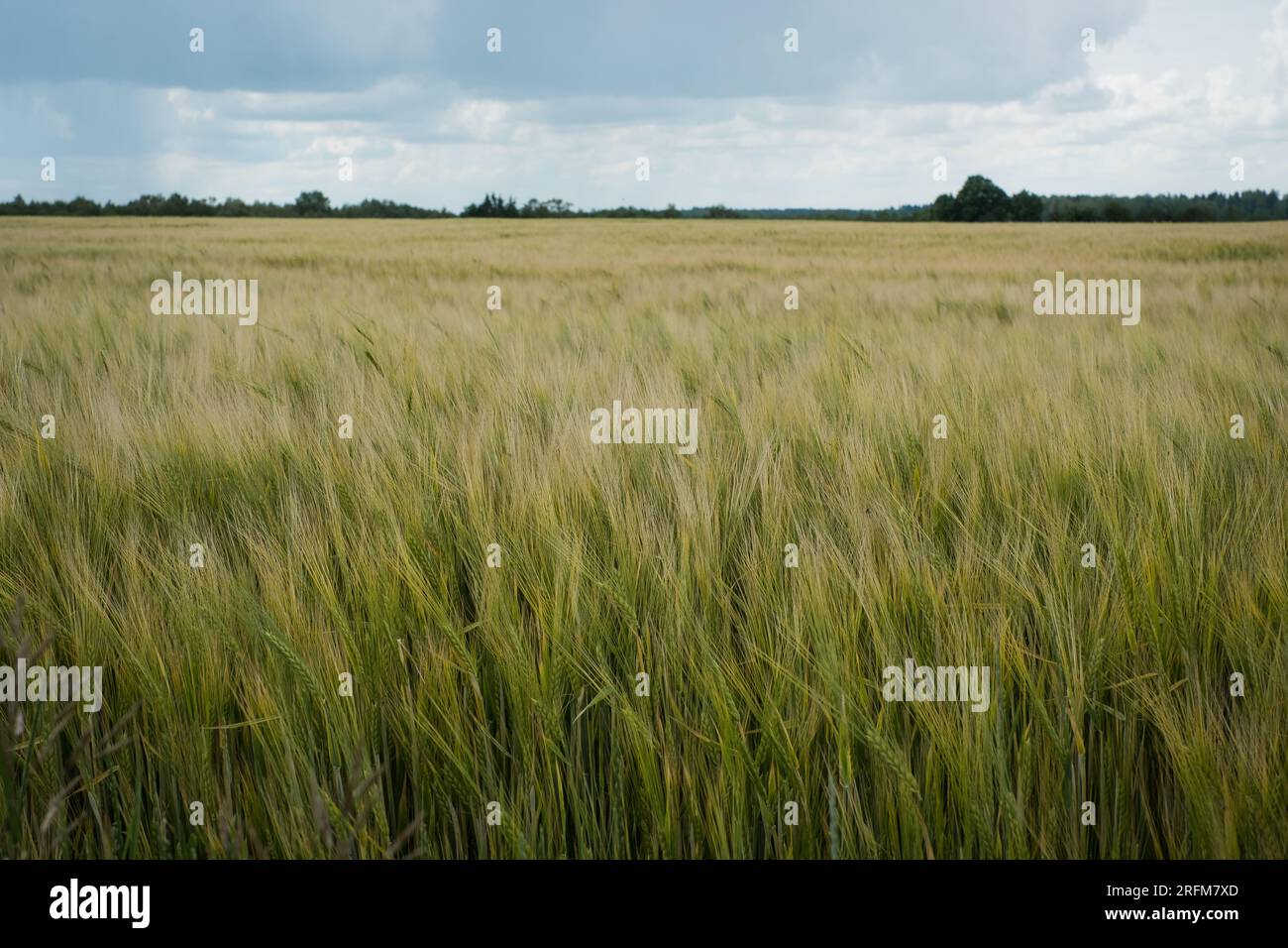 Grünes Gerstenfeld. Stockfoto