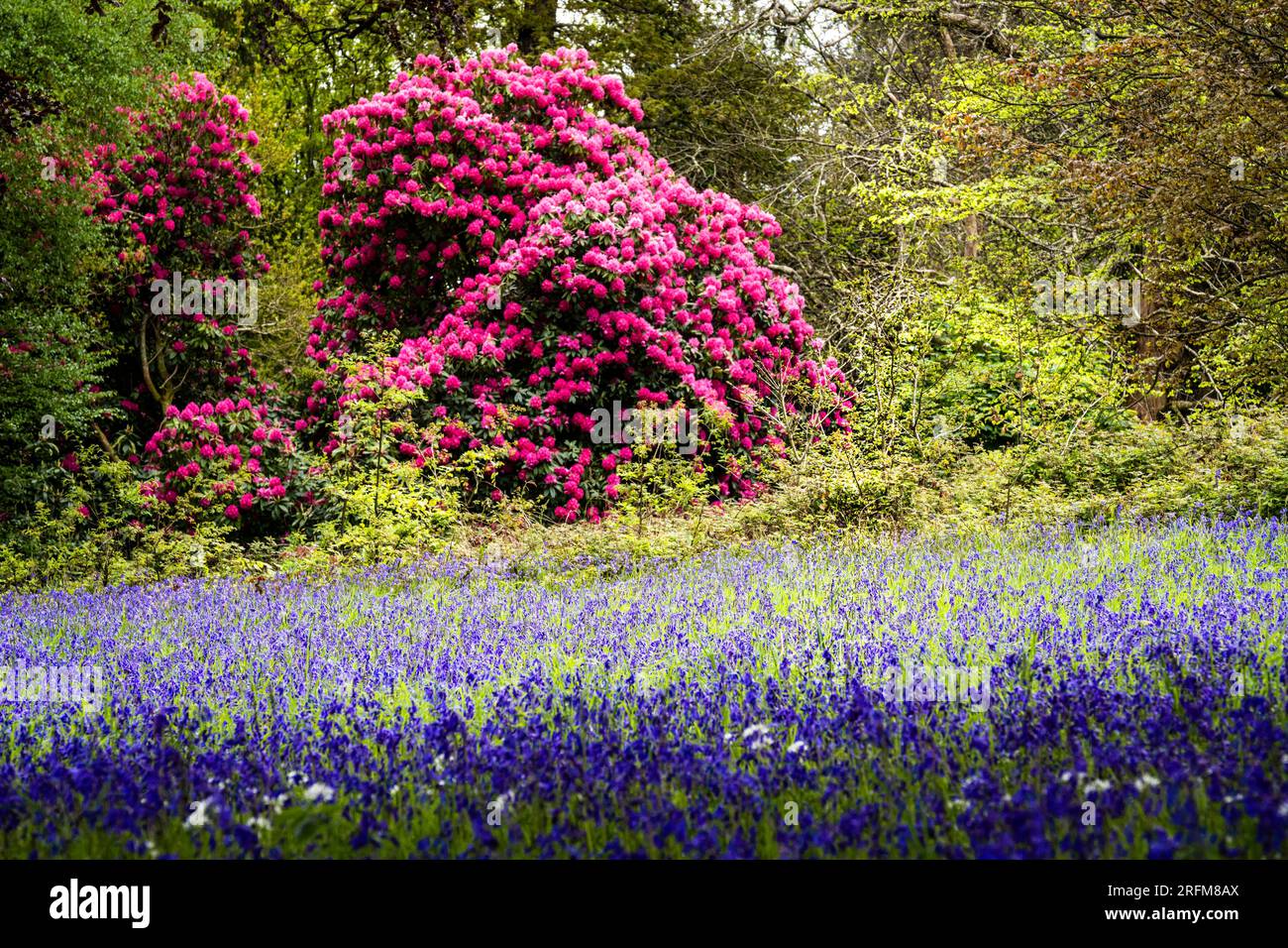 Atemberaubende Rhododendrons Russellianum Cornish Red, das neben einem Feld mit Common English Bluebells Hyacinthoides Enys Garden wächst. Stockfoto