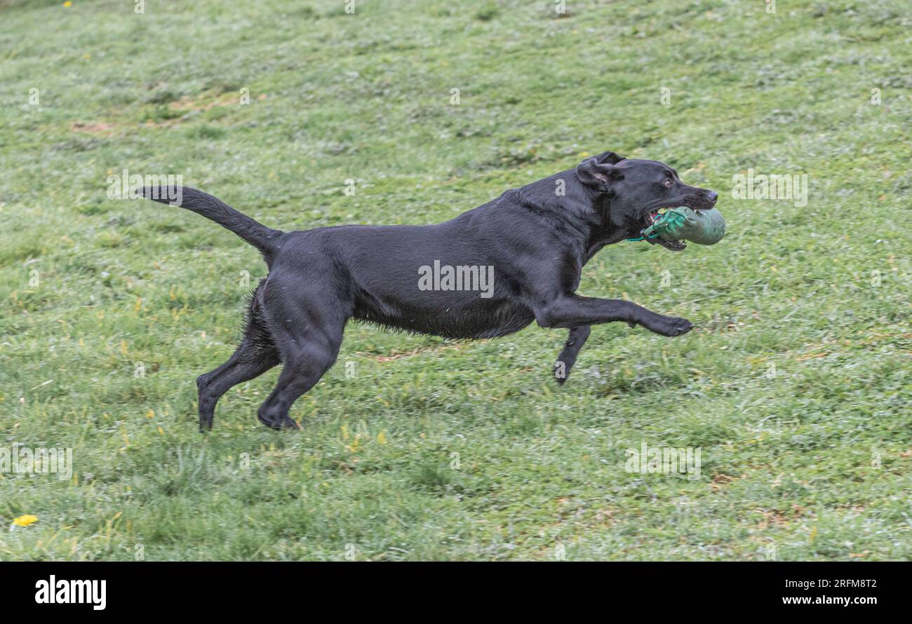 Arbeits-Labrador-Retriever-Gewehrhund-Training mit Volucris-Gundog-Training. Das Üben von sichtbaren und blinden Entfernungen mit ihren Betreuern Stockfoto