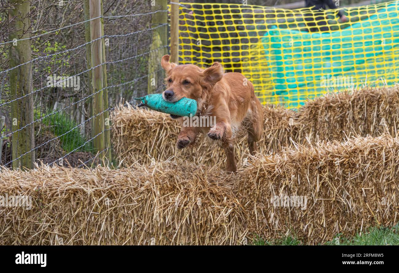 Arbeits-Labrador-Retriever-Gewehrhund-Training mit Volucris-Gundog-Training. Das Üben von sichtbaren und blinden Entfernungen mit ihren Betreuern Stockfoto