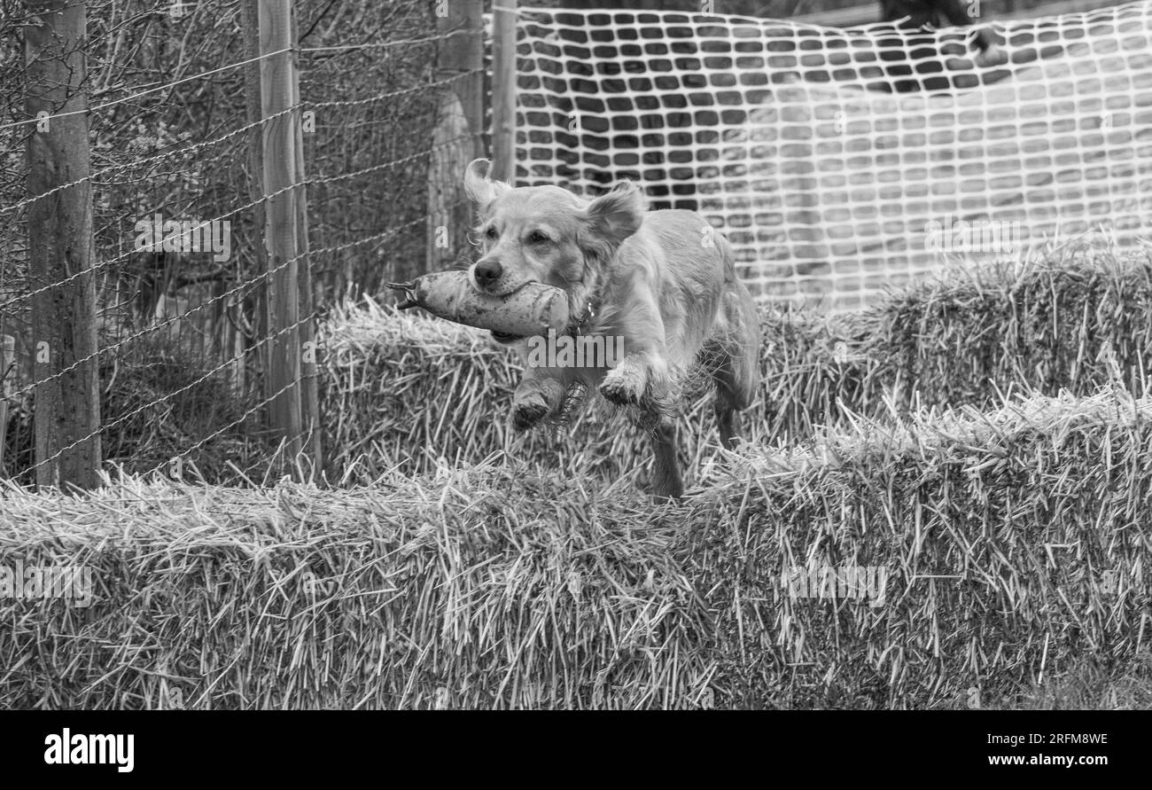 Arbeits-Labrador-Retriever-Gewehrhund-Training mit Volucris-Gundog-Training. Das Üben von sichtbaren und blinden Entfernungen mit ihren Betreuern Stockfoto