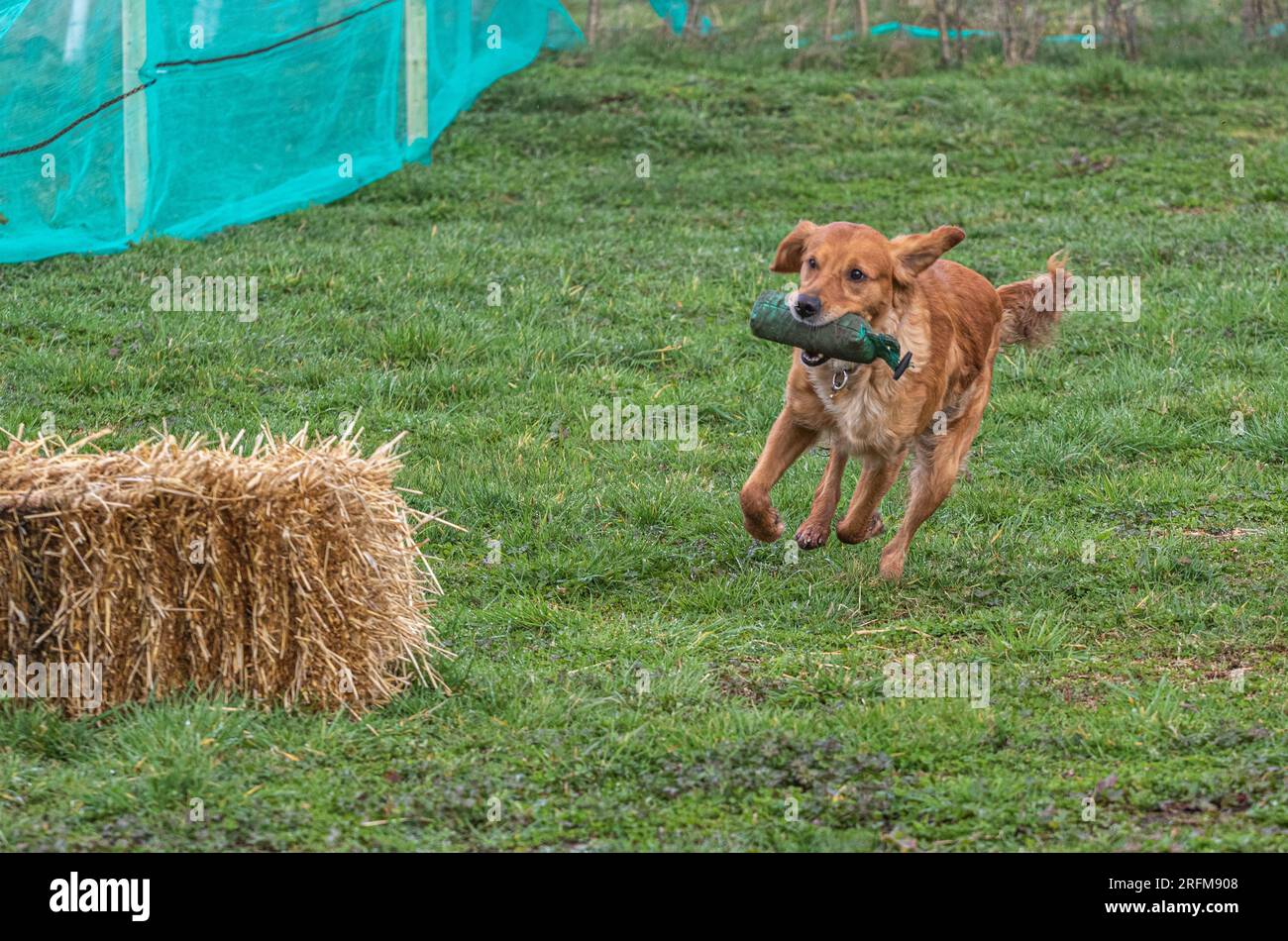 Arbeits-Labrador-Retriever-Gewehrhund-Training mit Volucris-Gundog-Training. Das Üben von sichtbaren und blinden Entfernungen mit ihren Betreuern Stockfoto