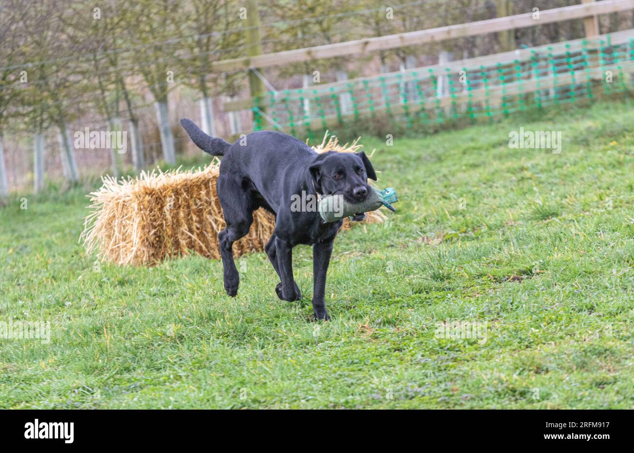 Arbeits-Labrador-Retriever-Gewehrhund-Training mit Volucris-Gundog-Training. Das Üben von sichtbaren und blinden Entfernungen mit ihren Betreuern Stockfoto