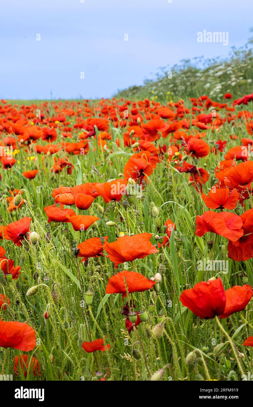 Der atemberaubende Anblick eines Feldes voller Common Poppies Papaver Rhoeas an der Küste von Crantock Bay in Newquay in Cornwall, Großbritannien in Europa. Stockfoto