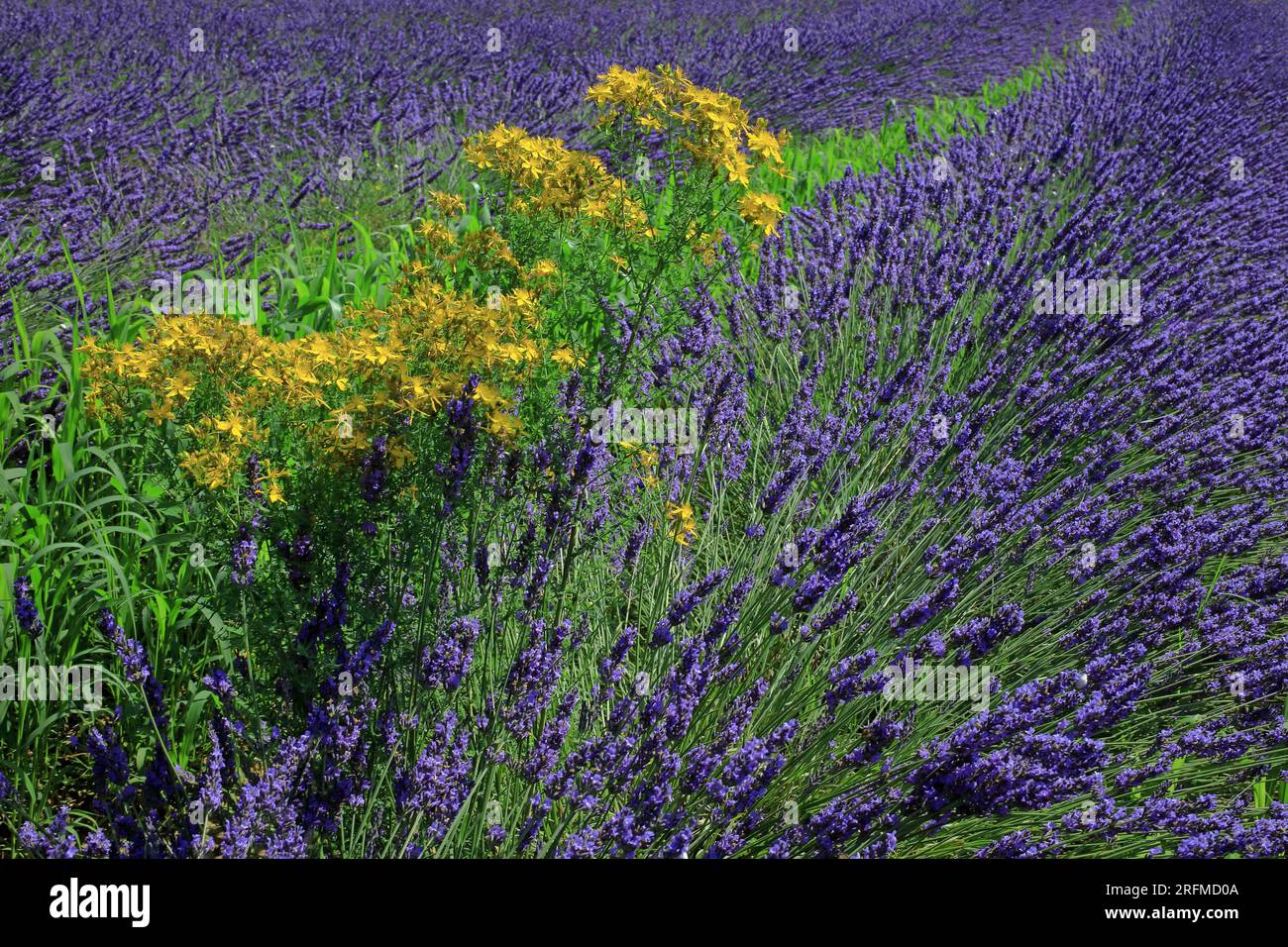Frankreich, Alpes-de-Haute-Provence, Lavendel, Lavendel in Blüte, Lavendelfelder in der Provence und St. Johanniskraut Stockfoto