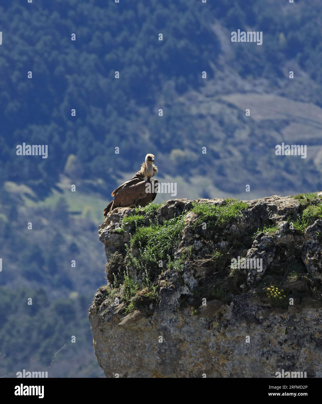 Frankreich, Aveyron-Departement, Geier auf einem felsigen Gipfel, Tarn-Schluchten, Cevennes-Nationalpark, regionaler Naturpark Grands Causses Stockfoto