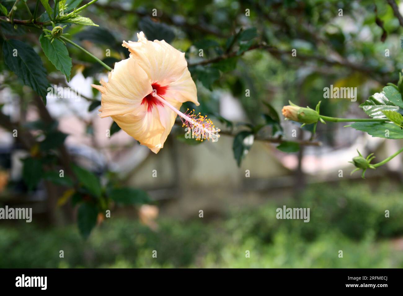 Pfirsichfarbener chinesischer Hibiskus (Hibiscus rosa-sinensis) in Blüte : (Pix Sanjiv Shukla) Stockfoto
