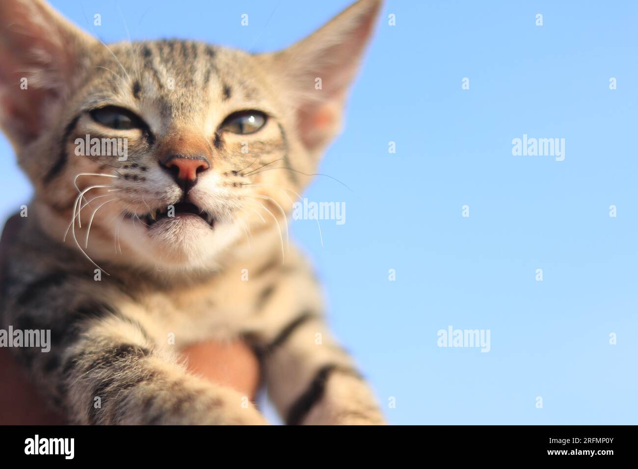Dies ist eine im südlichen Teil Indiens übliche Katzenrasse Stockfoto