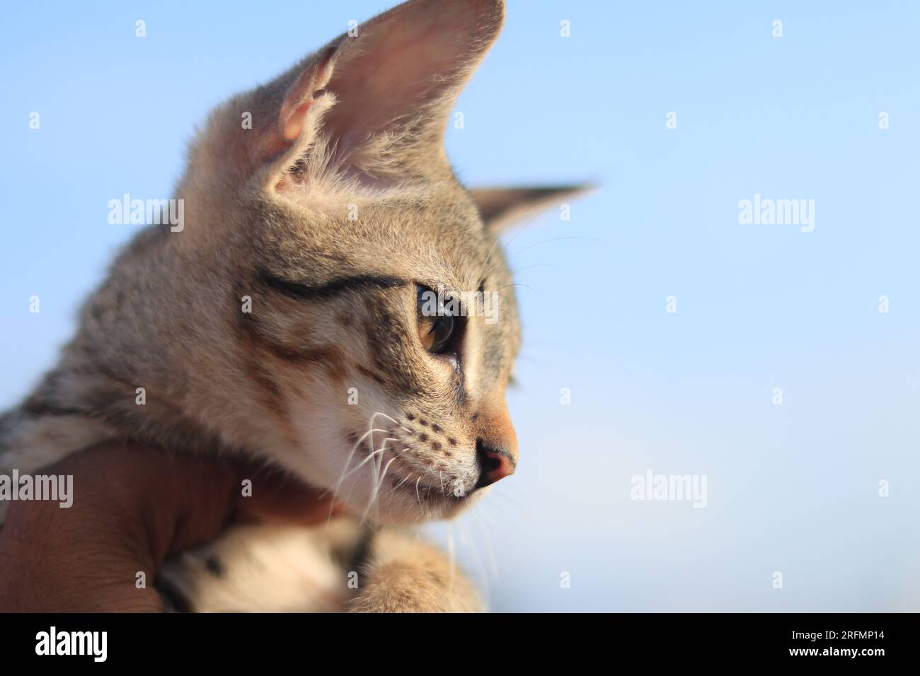 Dies ist eine im südlichen Teil Indiens übliche Katzenrasse Stockfoto