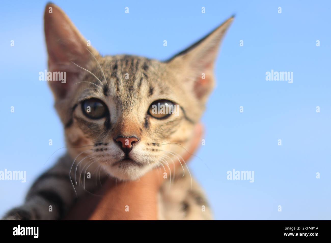 Dies ist eine im südlichen Teil Indiens übliche Katzenrasse Stockfoto