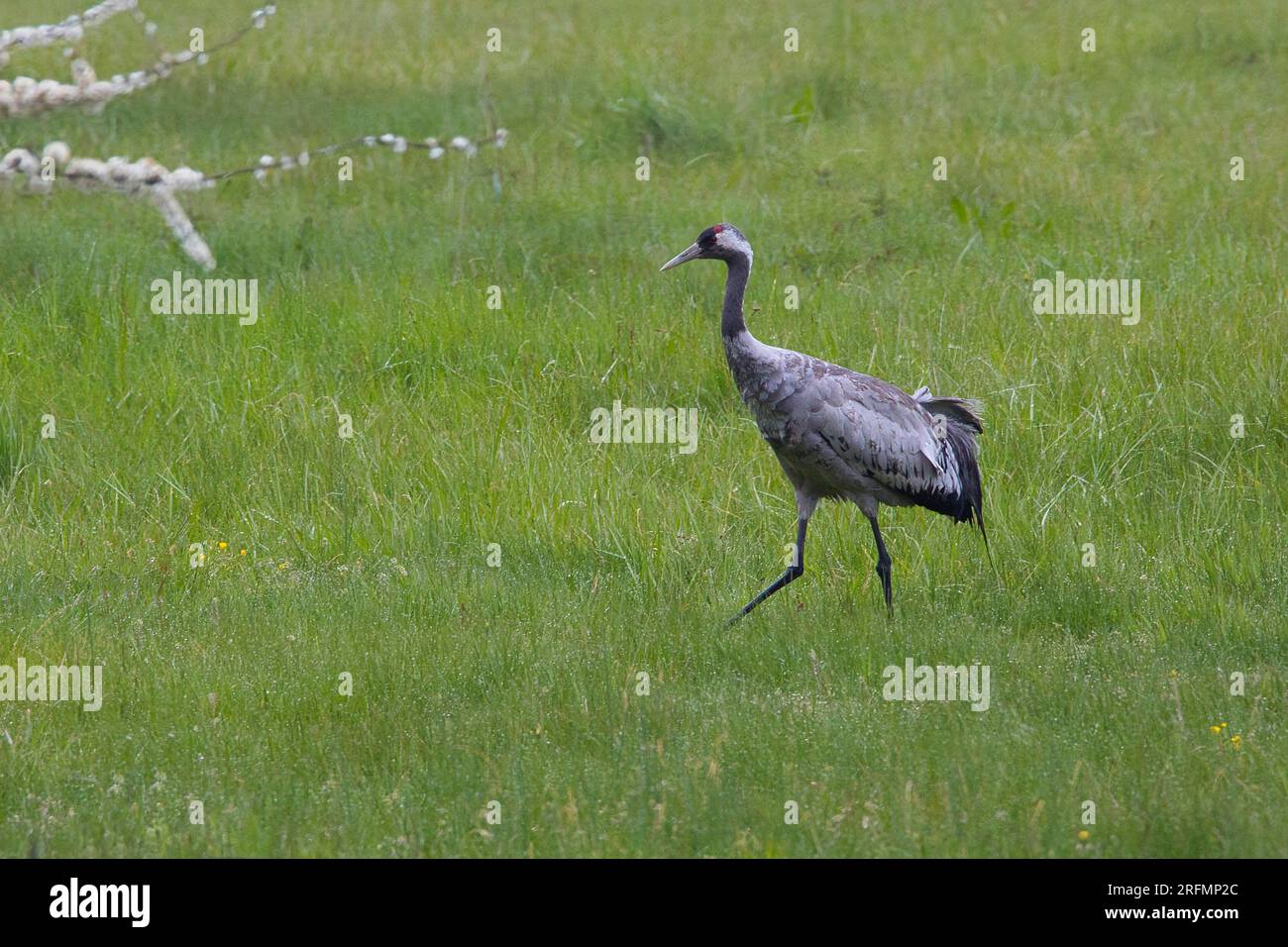 Gemeiner Kran im grünen Gras des Mecklenburg Lakeland Stockfoto