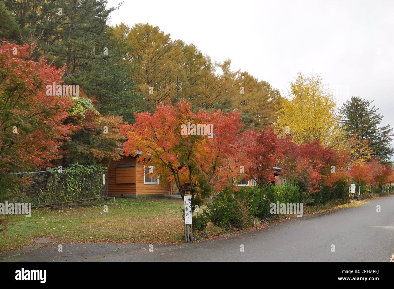 Farbenfrohe Bäume im Herbst in Fujikawaguchiko, Japan Stockfoto