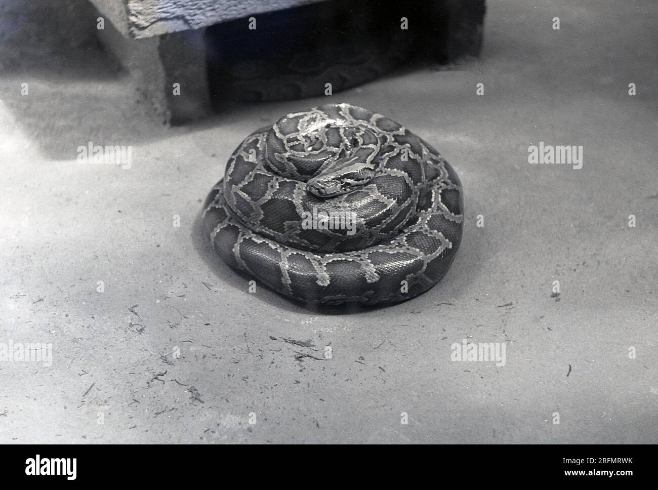 1950er, historische, gewickelte Schlange auf dem Boden des Gehäuses. Stockfoto