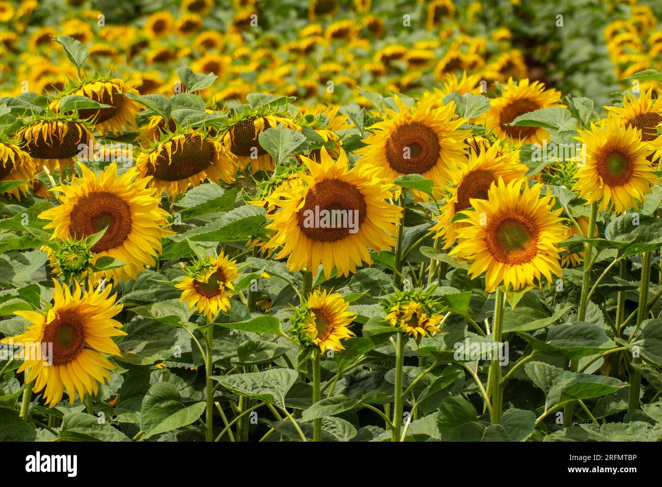 Ein Feld mit blühenden Sonnenblumen im Sommer Stockfoto