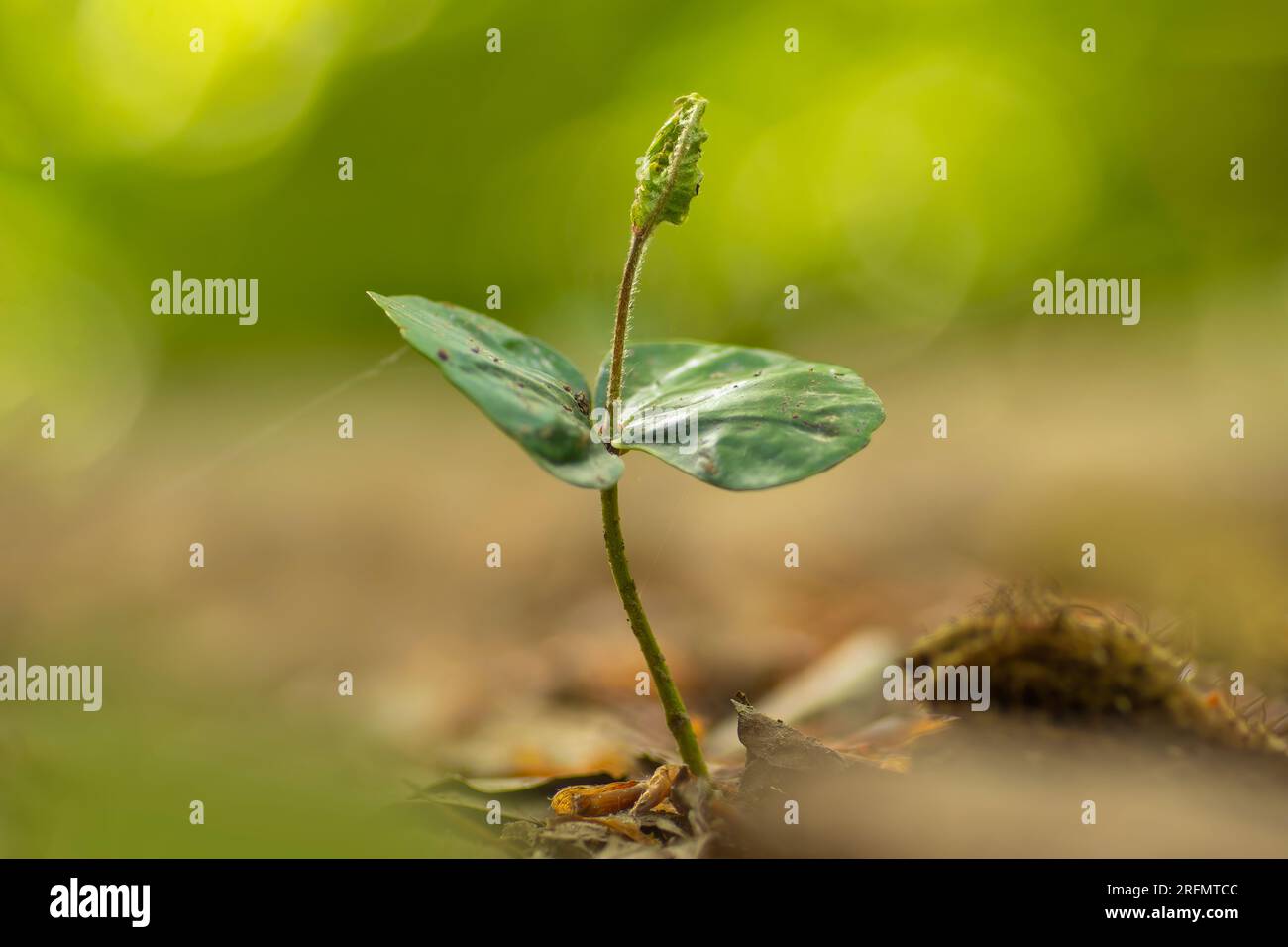Im Wald wächst ein junger Spross eines Buchenbaums Stockfoto