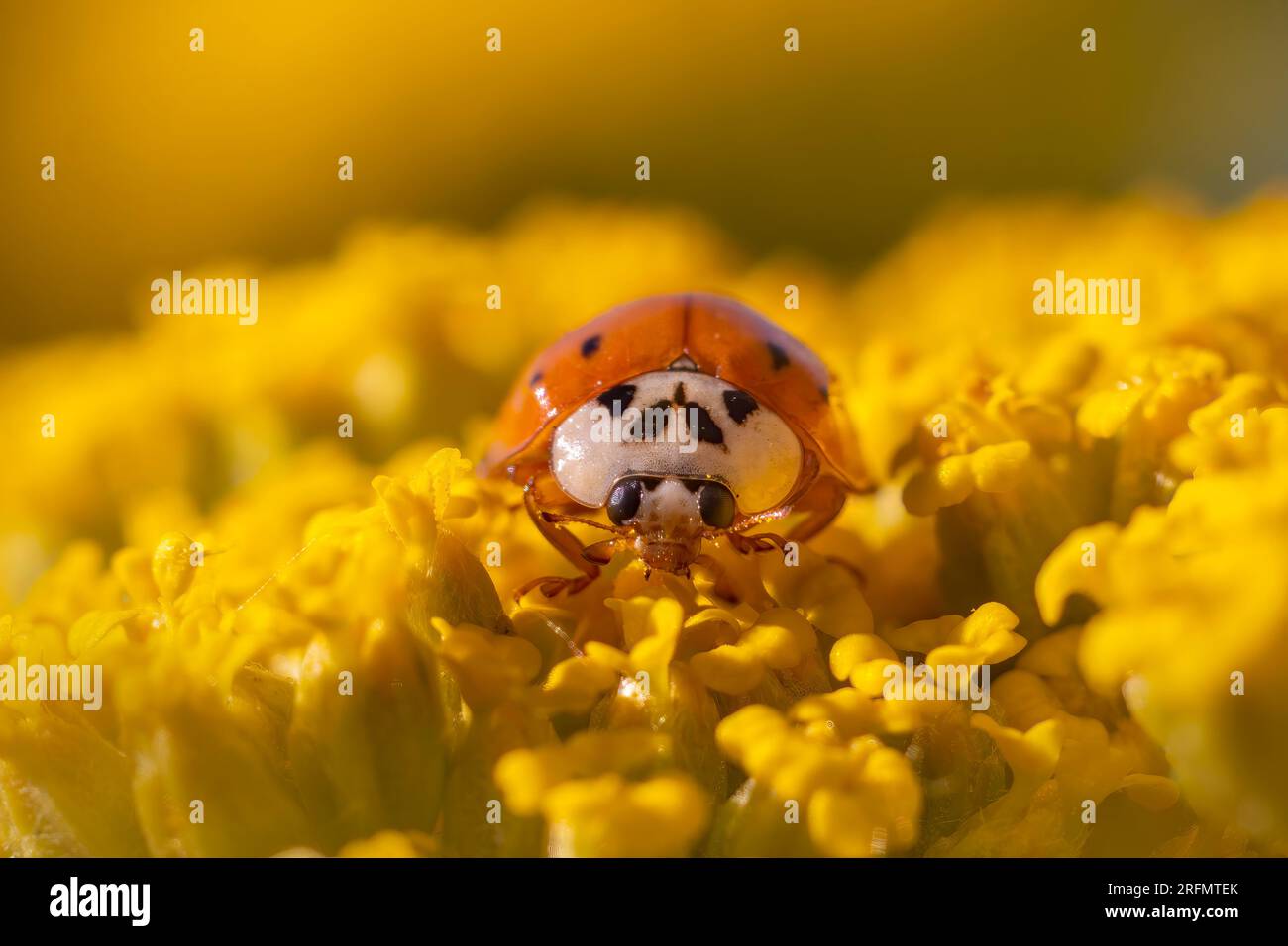 Der rote Marienkäfer sitzt auf einer gelben Blume und badet Stockfoto