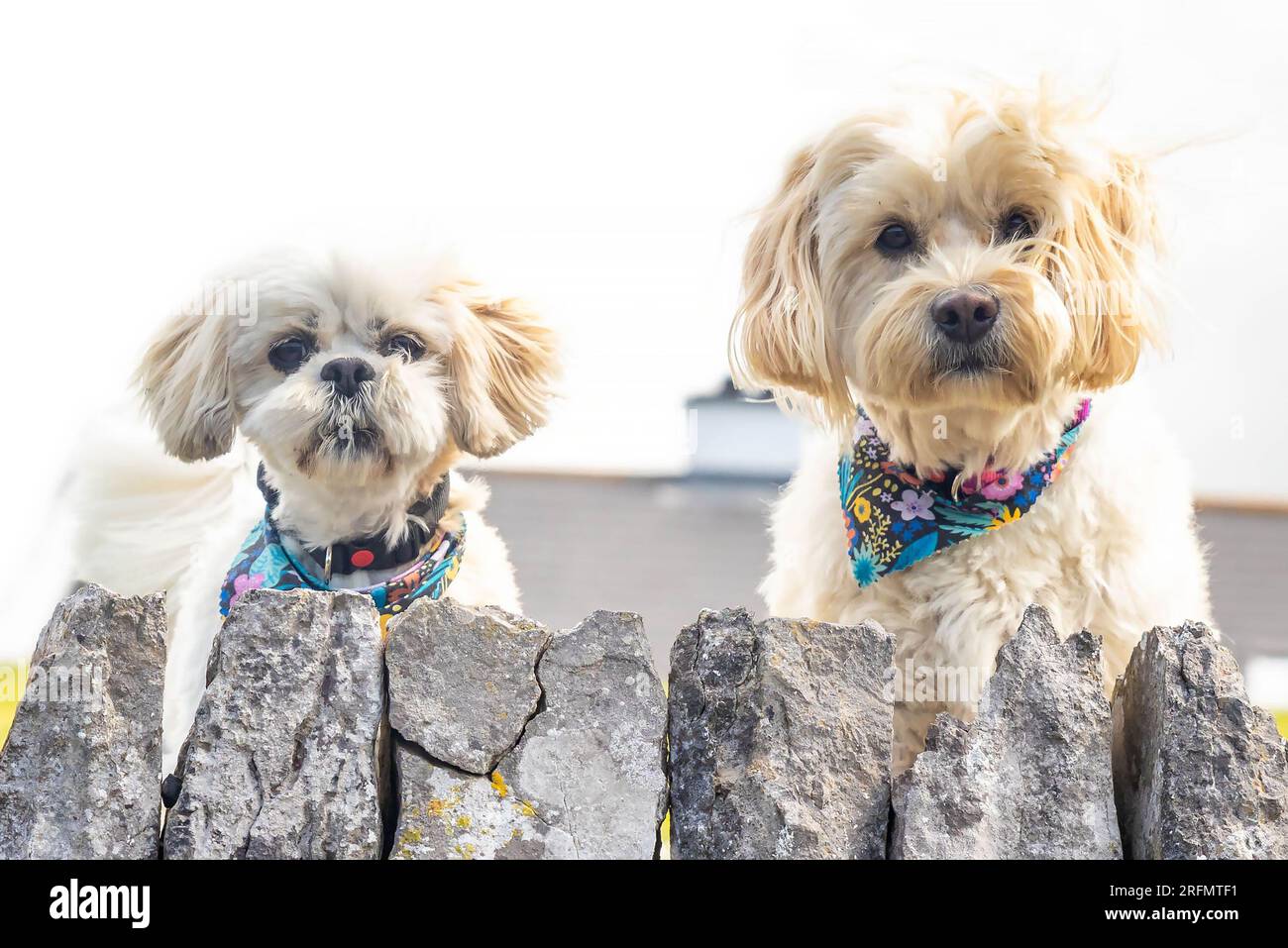 Ein süßes Shih Tzu-Paar weiße Hunde aus der Nähe Stockfoto